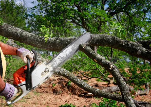 Best Tree Health Inspection  in Hailey, ID